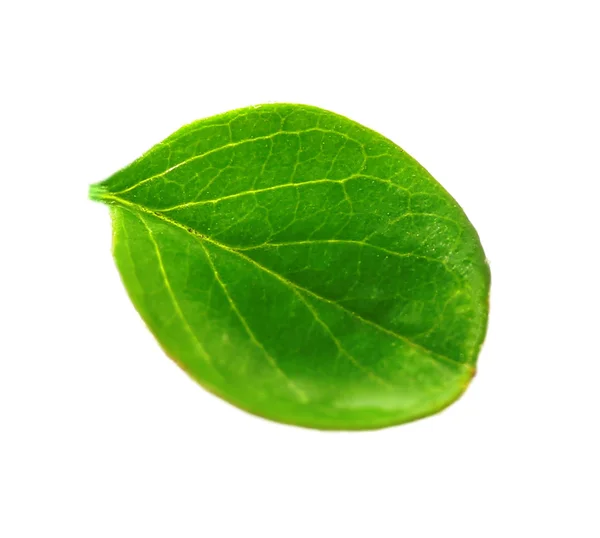 Green leaf on white — Stock Photo, Image