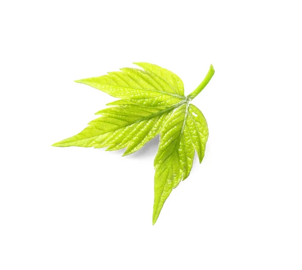 Beyaz yaprak yeşil — Stok fotoğraf