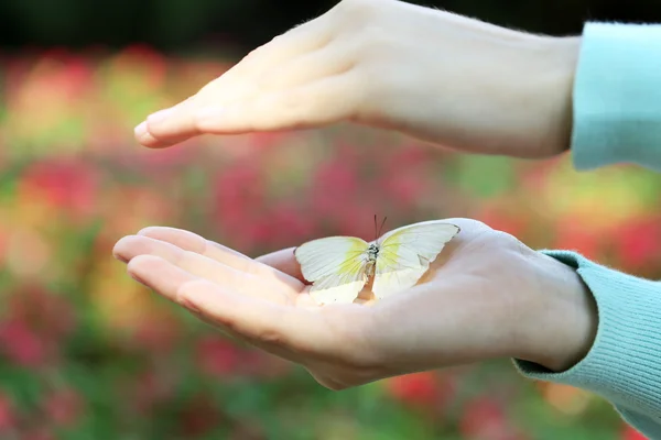 여성 손에서 화려한 나비 — 스톡 사진