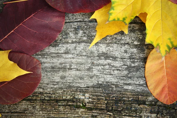 Herbstblätter — Stockfoto