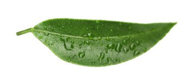 Portakal ağacı yaprak yeşil