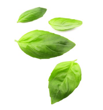 taze fesleğen yaprağı 