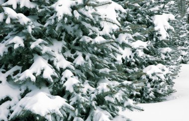 Karla kaplı Noel ağaçları