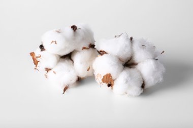 Beyaz pamuk çiçekler