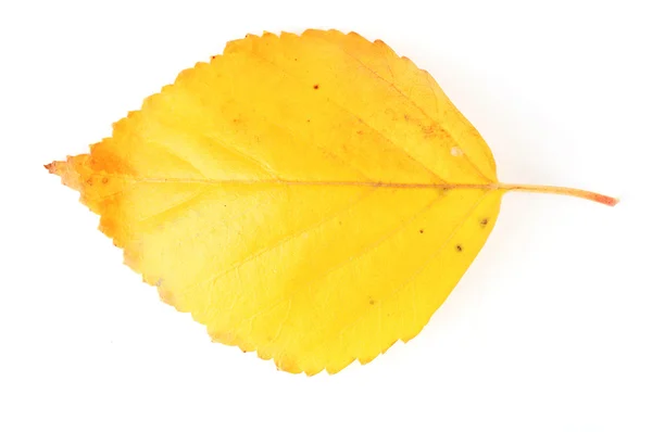 Hermosa hoja de otoño aislado — Foto de Stock