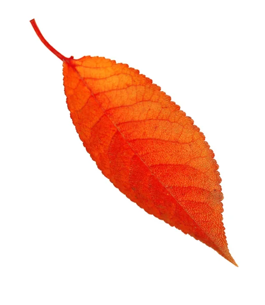 Schönes Herbstblatt isoliert — Stockfoto
