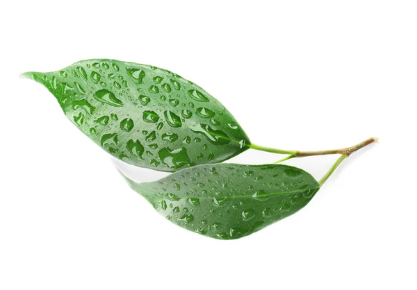 Green leaf on white — Stock Photo, Image