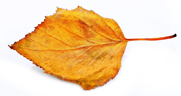 Feuille d'automne dorée isolée — Photo