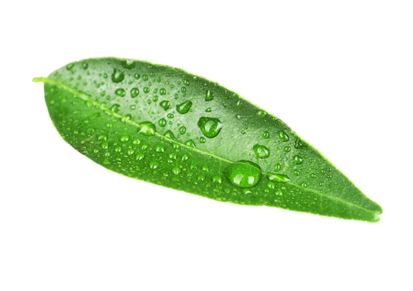 Green leaf of orange tree — Stock Photo, Image