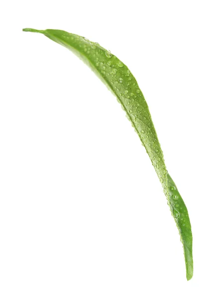 Folha verde de laranjeira — Fotografia de Stock