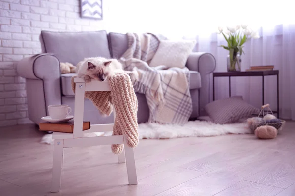 Gato de punto de color acostado en silla —  Fotos de Stock