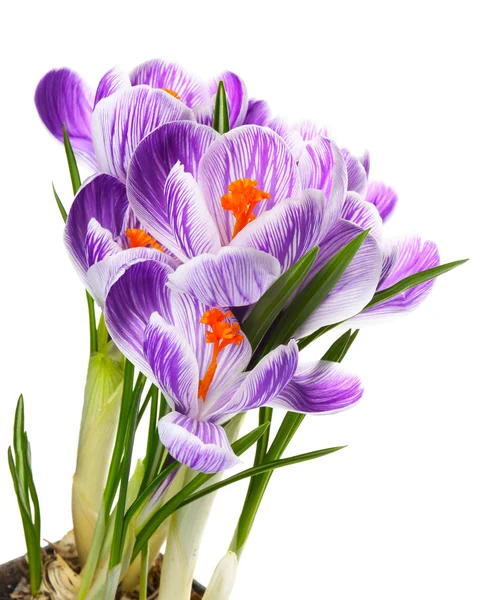 Beautiful crocus flowers — Stock Photo, Image