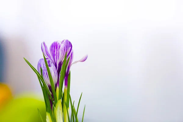 Belles fleurs de crocus — Photo