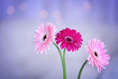 Arka plan bulanık gerbera buketi