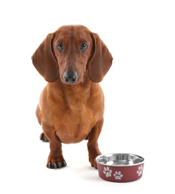 Dachshund metalik kase ile