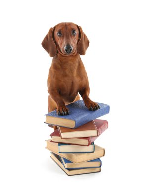 Dachshund kitap yığını üzerinde