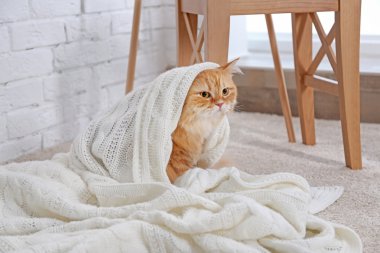 Tatlı kızıl kedi.