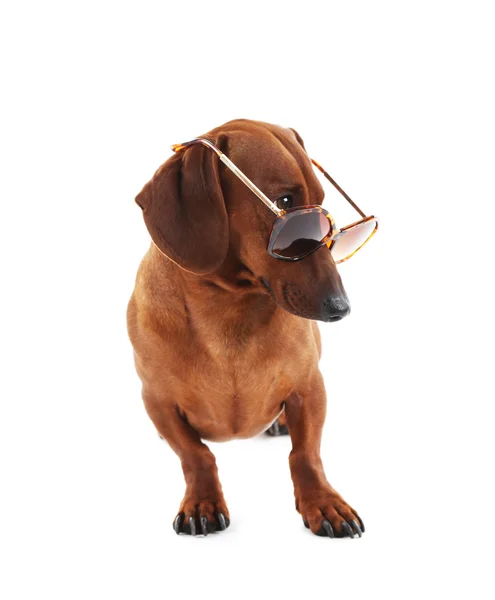 Dachshund en gafas de sol aisladas —  Fotos de Stock