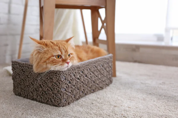 Gato de gengibre bonito — Fotografia de Stock