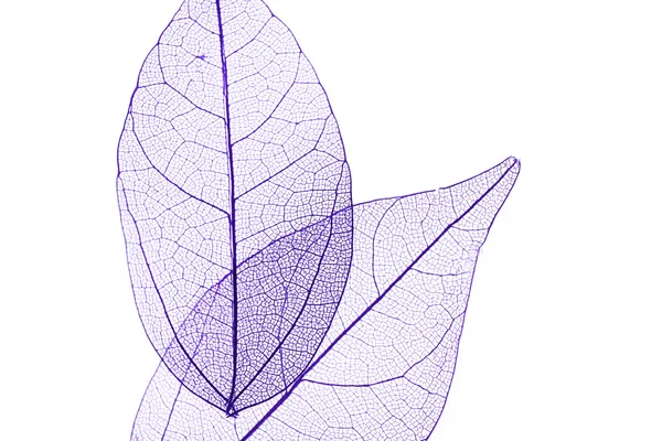 Скелет листя ізольовані — стокове фото