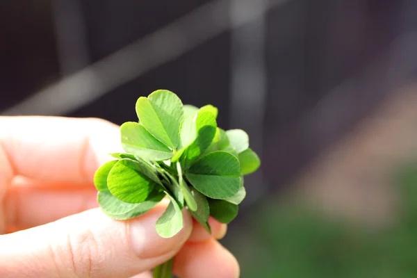 Kvinnlig hand innehav clover lämnar — Stockfoto