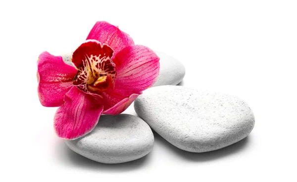 Pedras de spa e orquídea vermelha — Fotografia de Stock