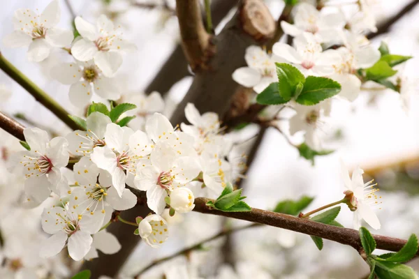 Bela árvore florescente primavera — Fotografia de Stock