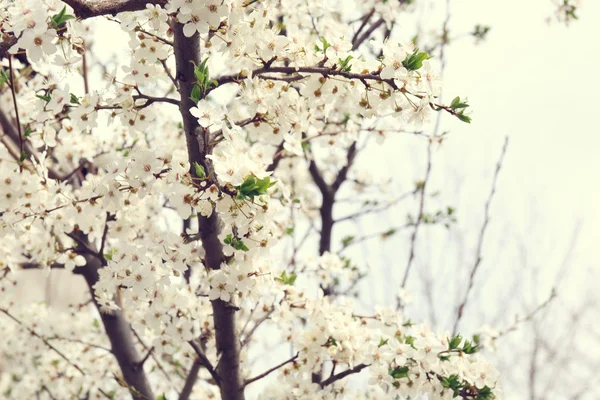 Bela árvore florescente primavera — Fotografia de Stock