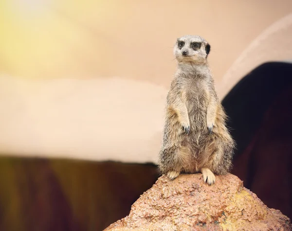Meerkat standing on the stone — Stock Photo, Image