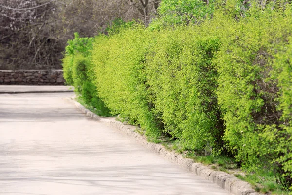 Green bushes foliage — Stock Photo, Image