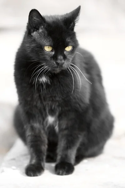 Beau chat noir — Photo