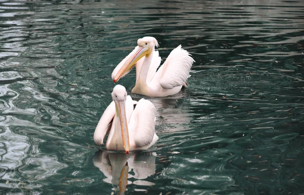 Duże białe pelikany — Zdjęcie stockowe
