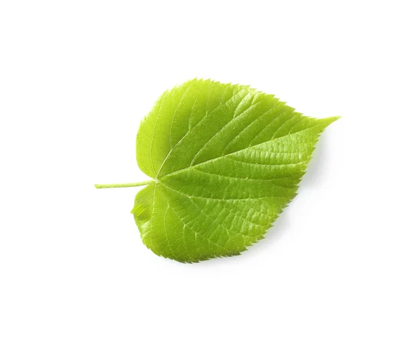 Hoja verde sobre blanco —  Fotos de Stock