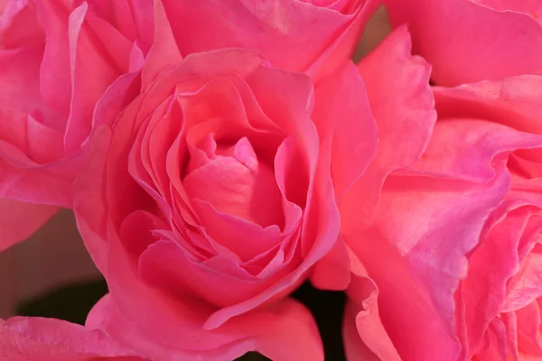 Belo buquê de rosas rosa — Fotografia de Stock