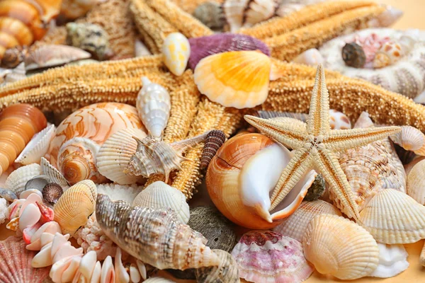 Sea shell bakgrund — Stockfoto