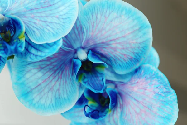 Lindas flores de orquídea azul — Fotografia de Stock