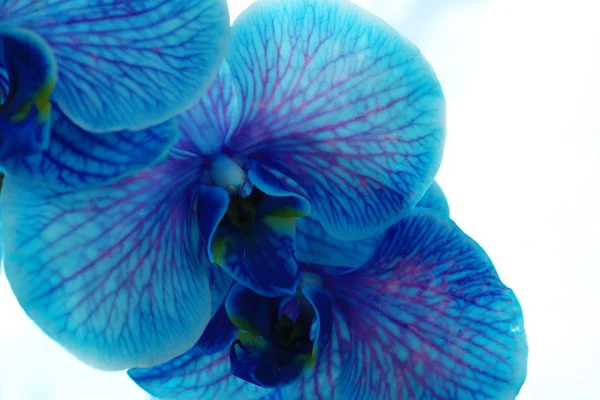 Belles fleurs d'orchidée bleue — Photo