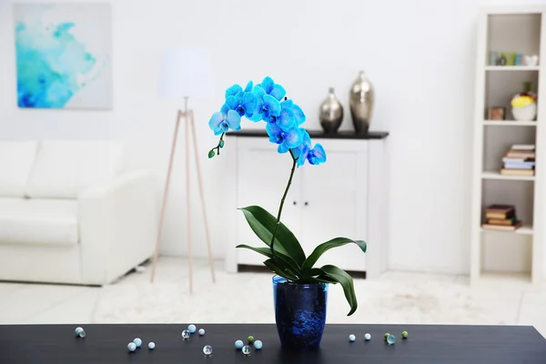 Красива синя квітка орхідеї на столі — стокове фото