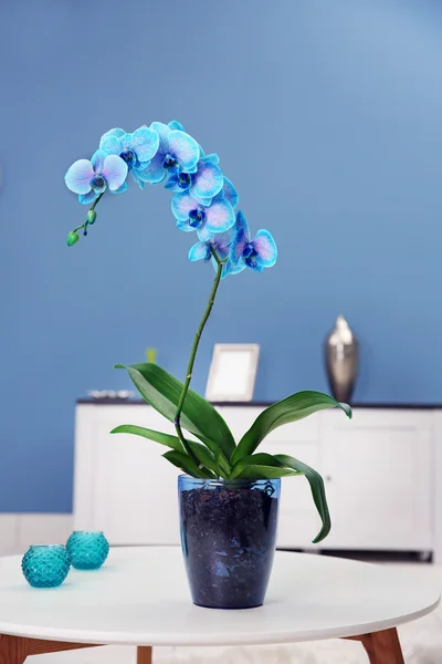 Belles fleurs d'orchidée bleue — Photo