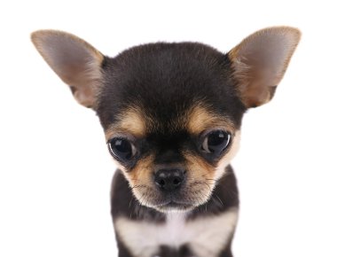 Chihuahua yavrusu beyaz