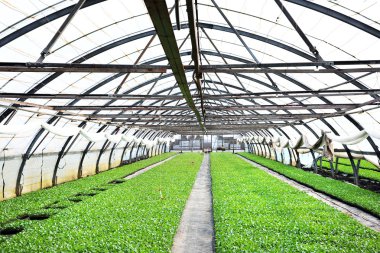 lahana fidan büyüyen