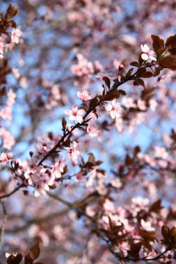 Pembe Şubesi çiçeklenme 