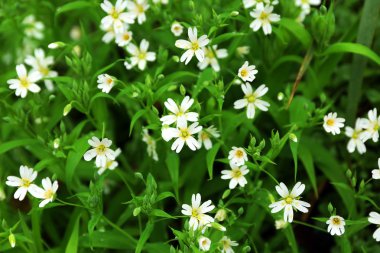 çiçek açması beyaz çiçekler