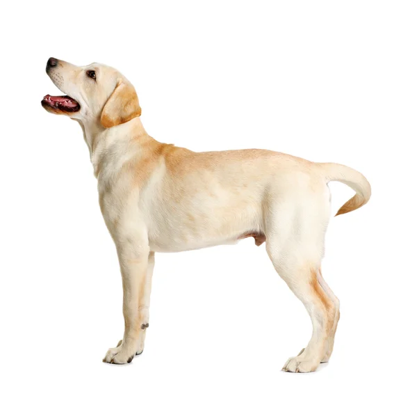 Cão Labrador bonito isolado — Fotografia de Stock