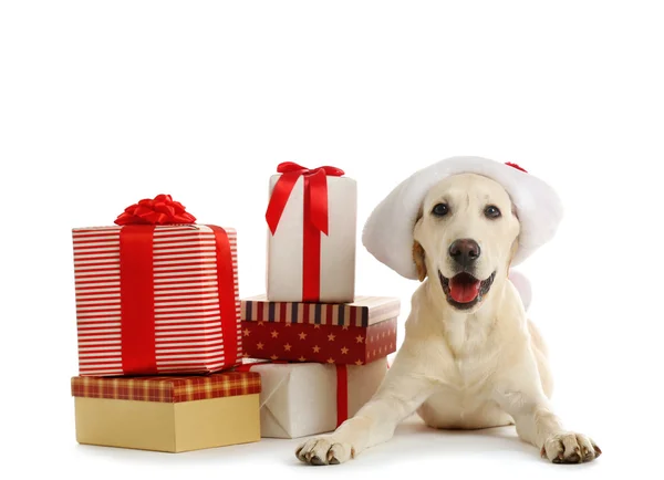 Roztomilý pes Labrador se Dárková krabice — Stock fotografie