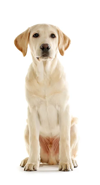 Cute Labrador dog sitting — Stock Photo, Image