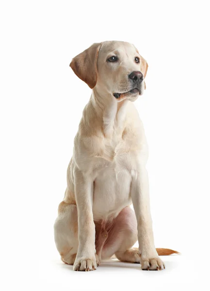 Cute Labrador dog sitting isolated — Stock Photo, Image