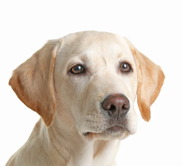 Cute Labrador dog isolated — Stock Photo, Image