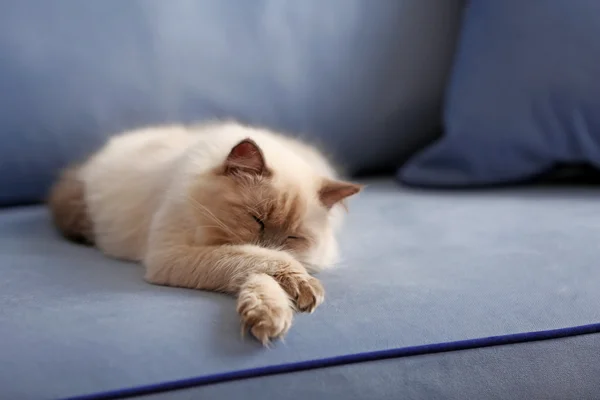 Gato siamés descansando — Foto de Stock