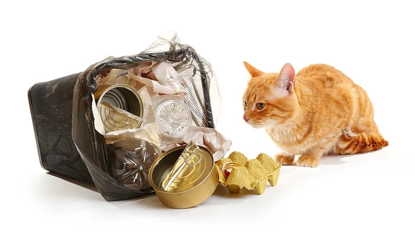 Gato rojo cerca de la cesta de basura invertida — Foto de Stock